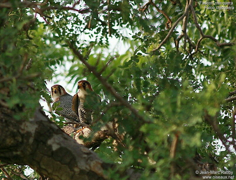 Red-necked Falcon