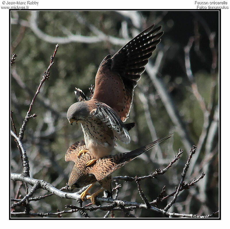 Common Kestrel , identification, Behaviour