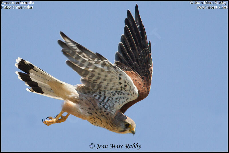 Common Kestrel, Flight