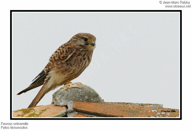 Faucon crécerelle, identification