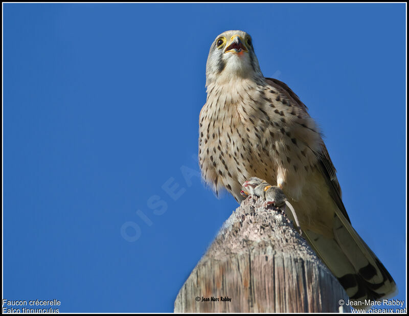 Faucon crécerelle, identification