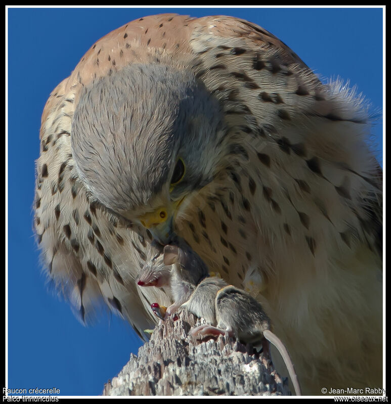 Common Kestrel, identification, Behaviour