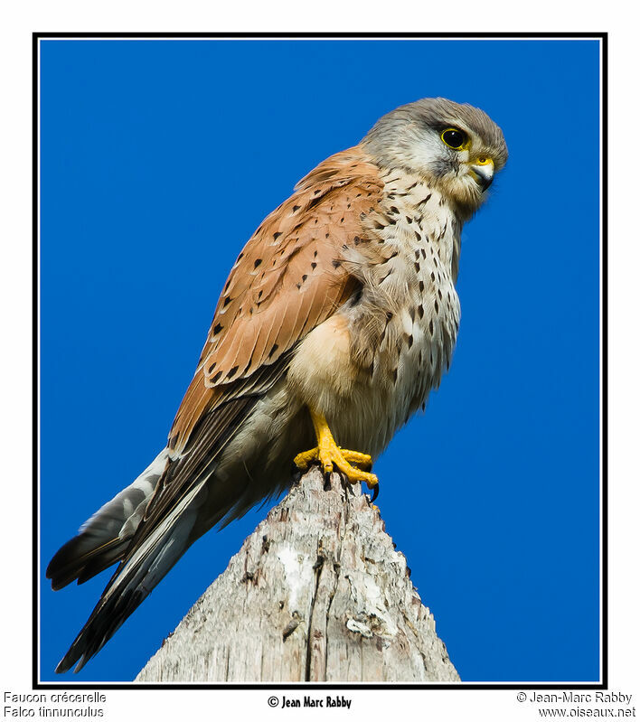 Common Kestrel, identification