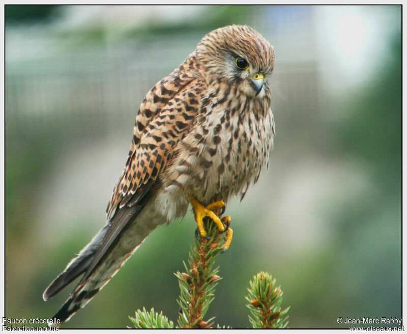 Common Kestrel, identification