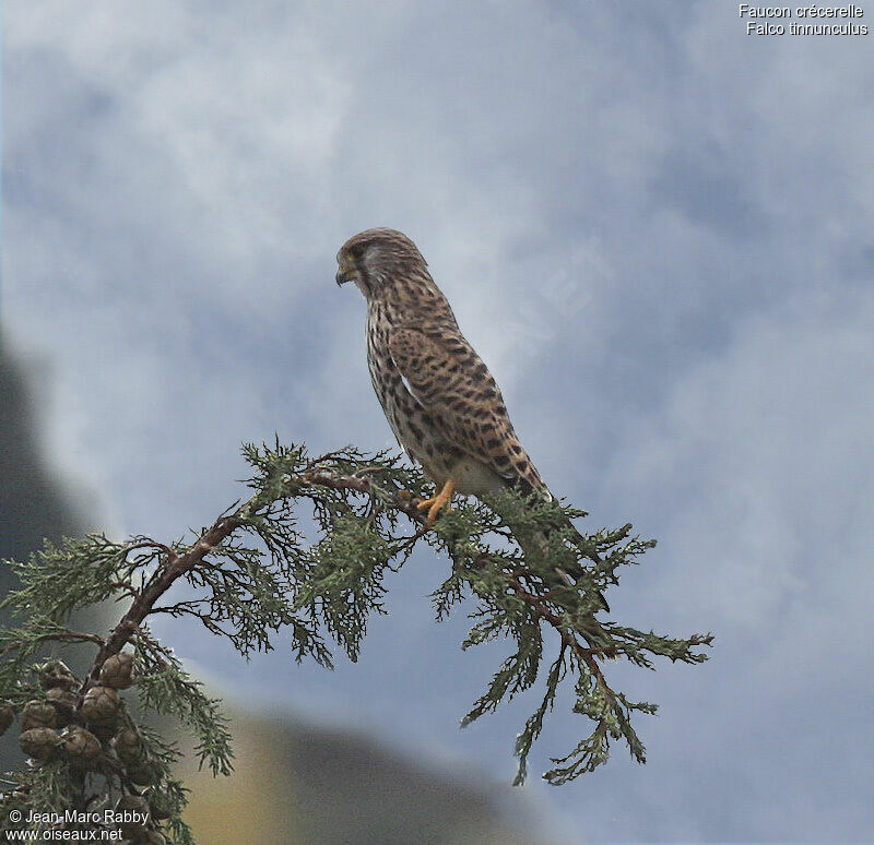 Common Kestrel