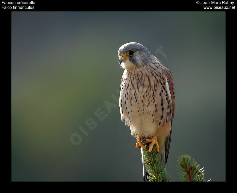 Faucon crécerelle, identification