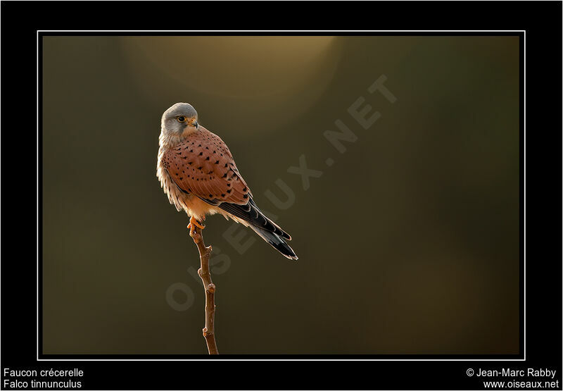 Common Kestrel, identification