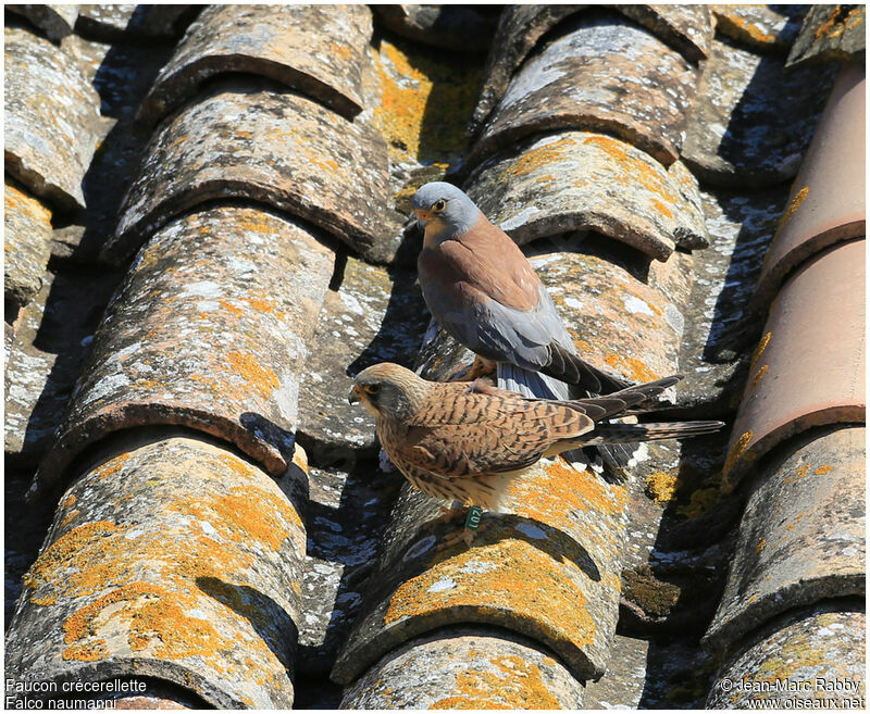 Lesser Kestrel , identification