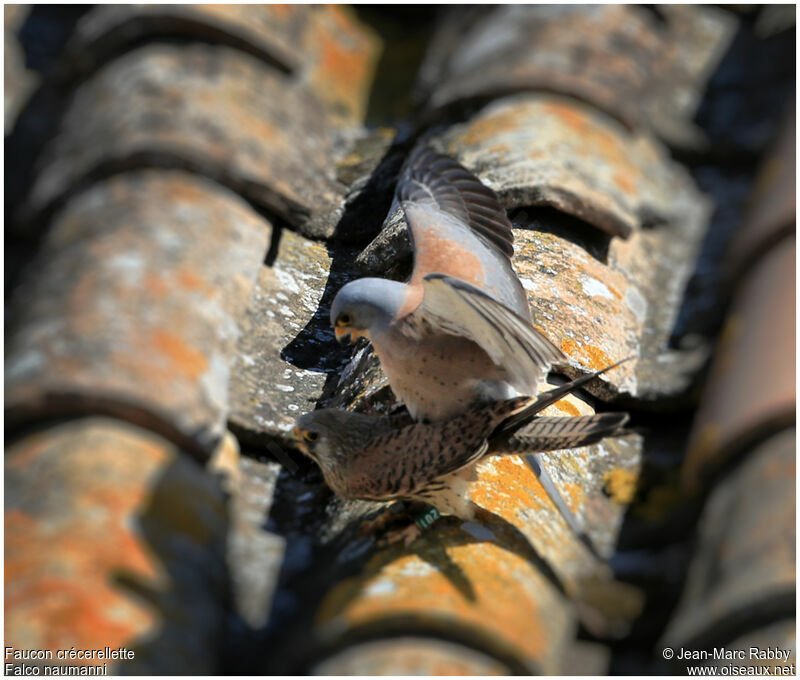 Lesser Kestrel , identification, Behaviour