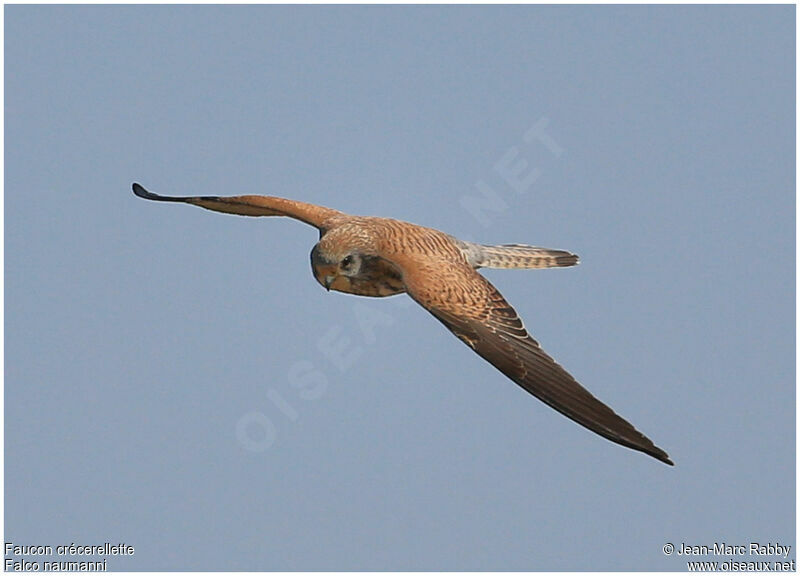 Lesser Kestrel female, Flight