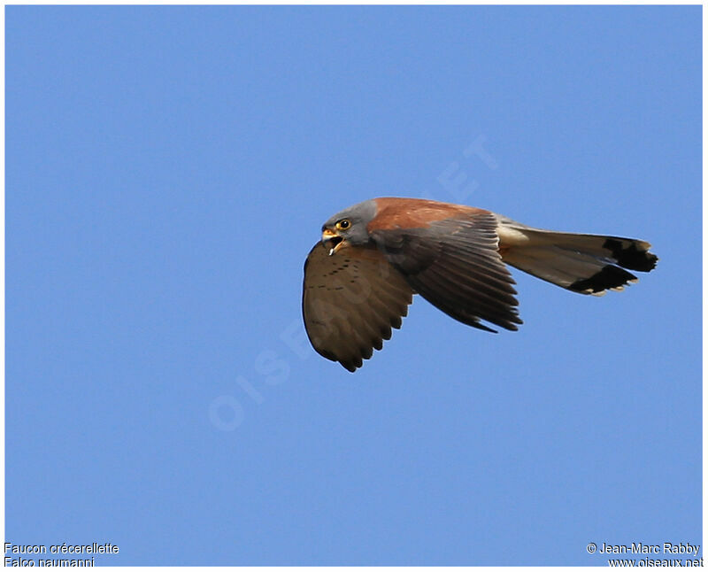 Lesser Kestrel, identification