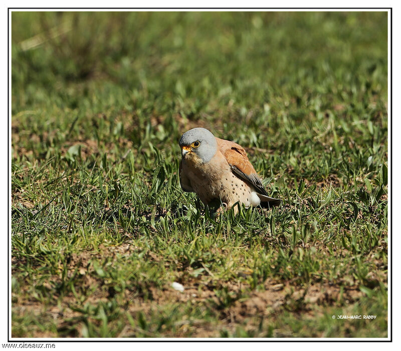 Faucon crécerellette mâle, identification