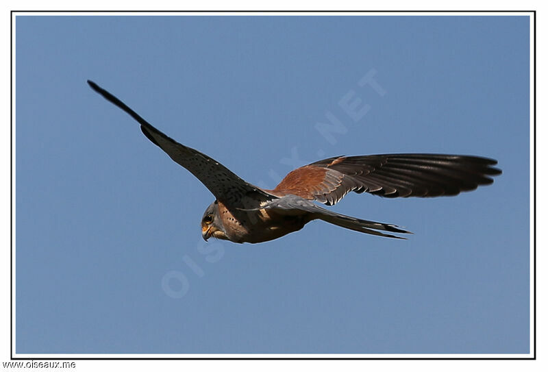 Lesser Kestrel male, Flight