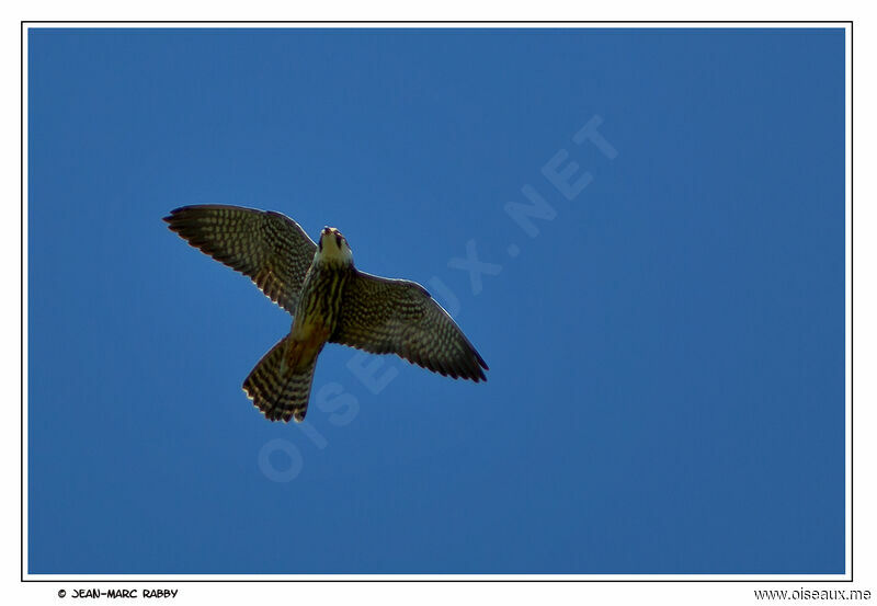 Eurasian Hobby, Flight