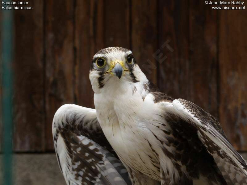 Lanner Falcon, identification