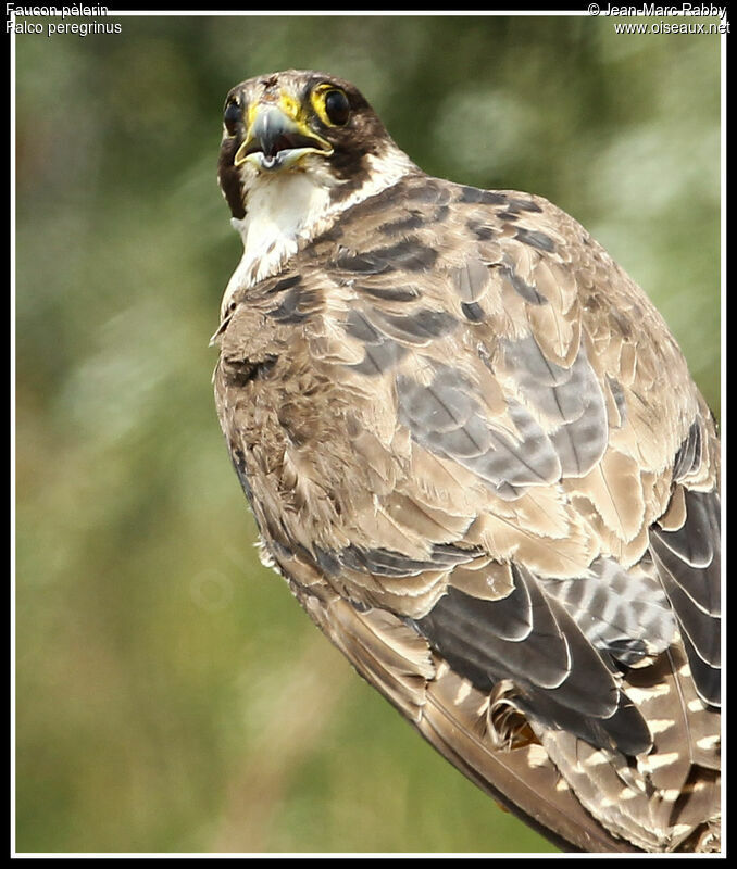 Peregrine Falconimmature, identification