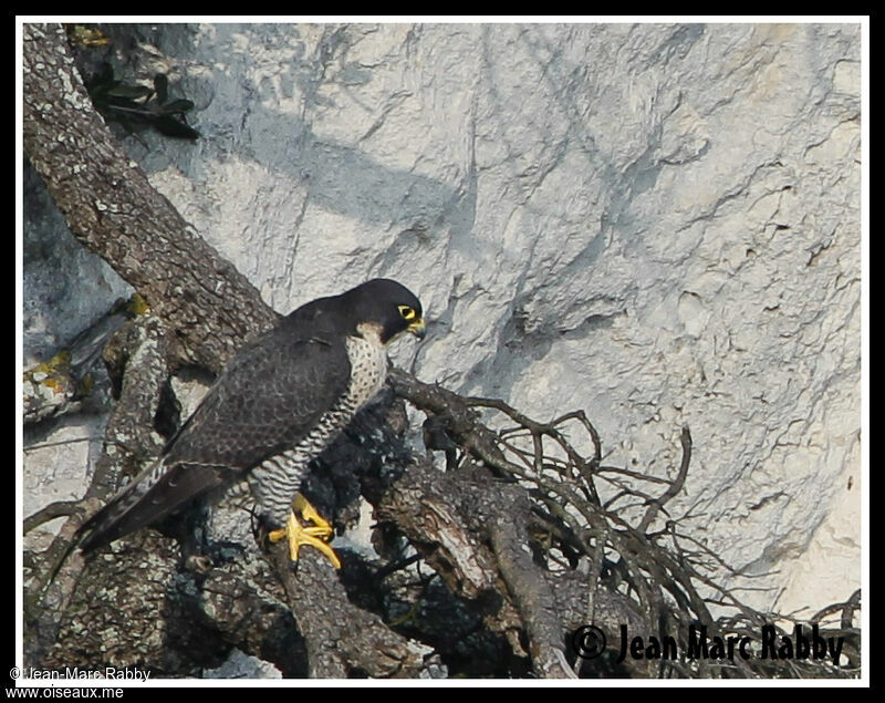 Peregrine Falcon, identification