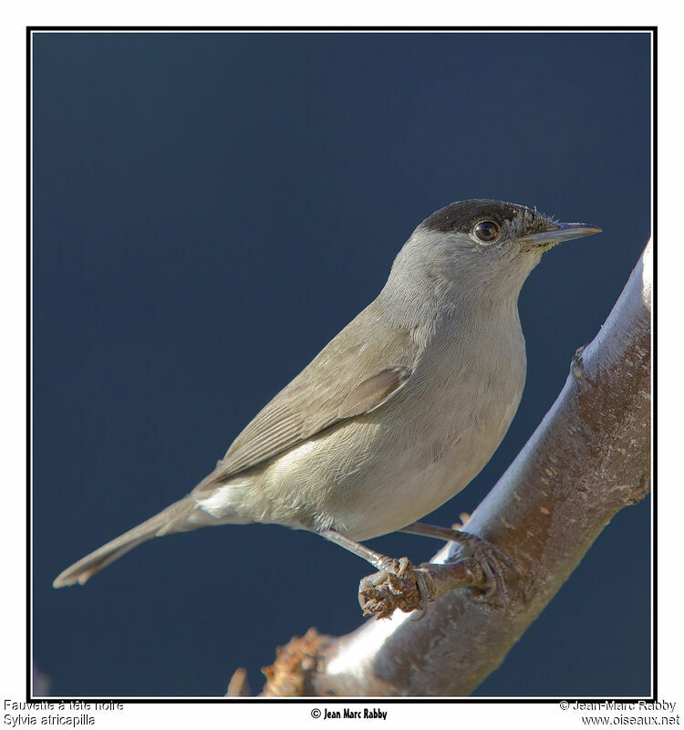 Eurasian Blackcap male, identification