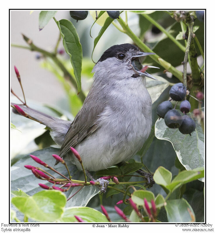 Eurasian Blackcap male, identification