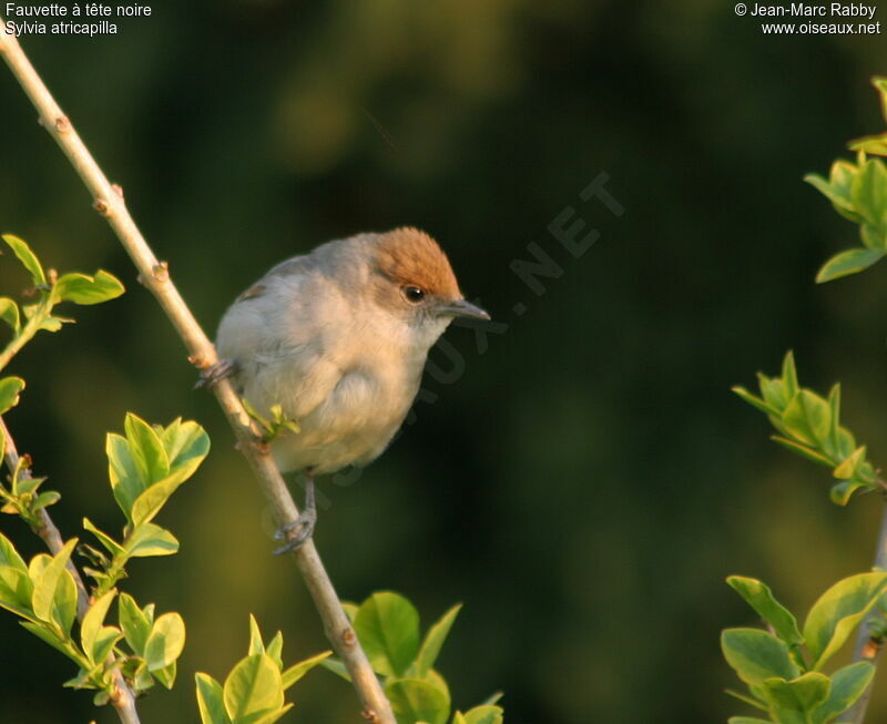 Eurasian Blackcap female