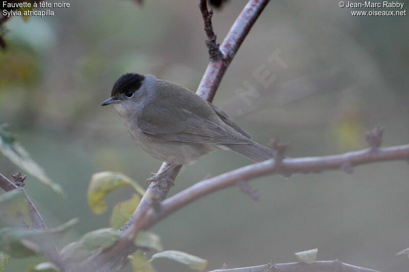 Fauvette à tête noire, identification