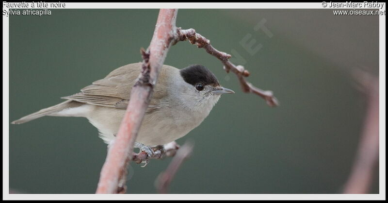 Eurasian Blackcap male, identification