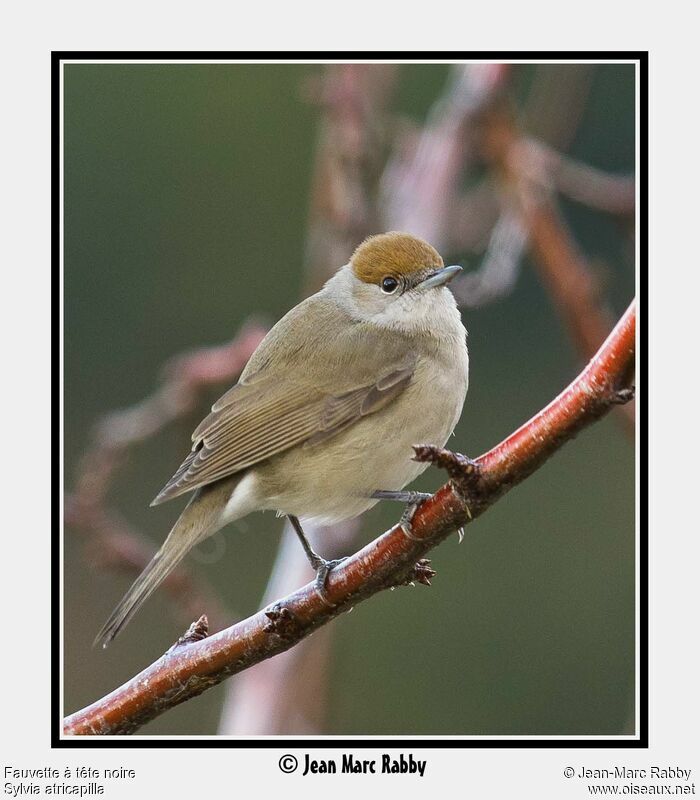 Eurasian Blackcap female, identification