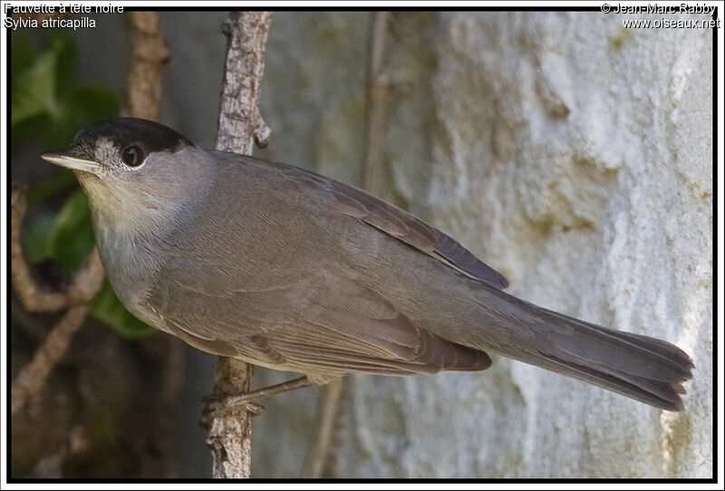 Fauvette à tête noire mâle, identification