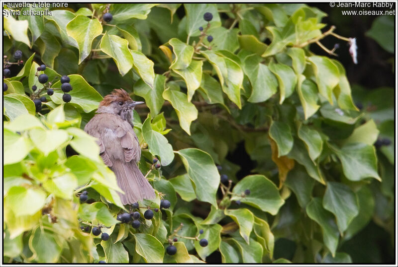 Eurasian Blackcap female, identification