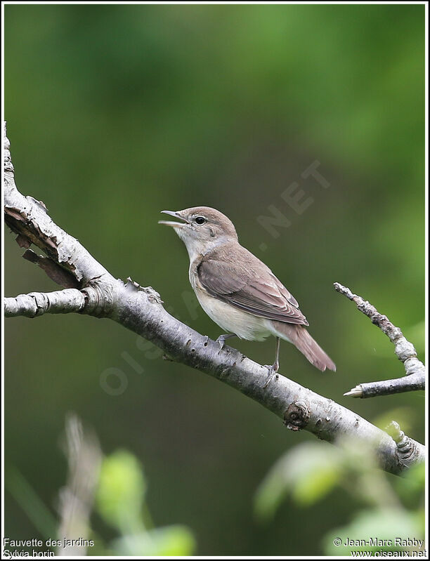 Garden Warbler, identification