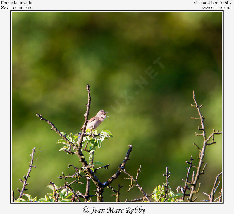 Fauvette grisette, identification