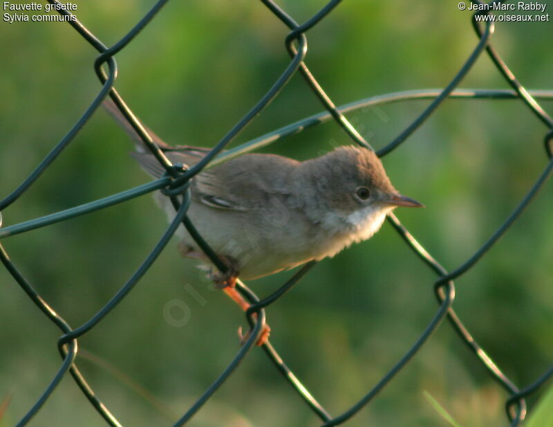 Common Whitethroat