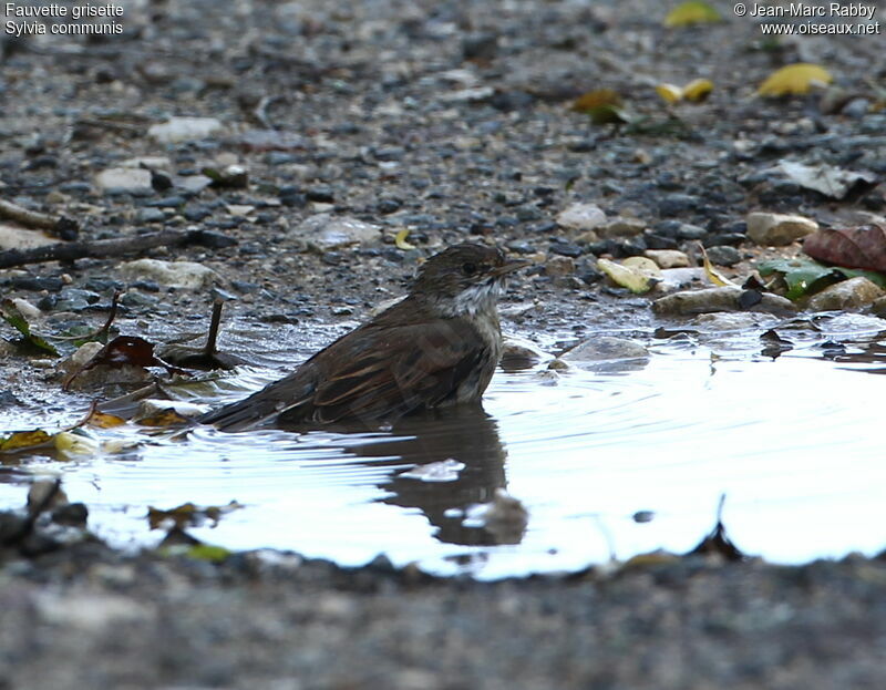 Common Whitethroat, identification