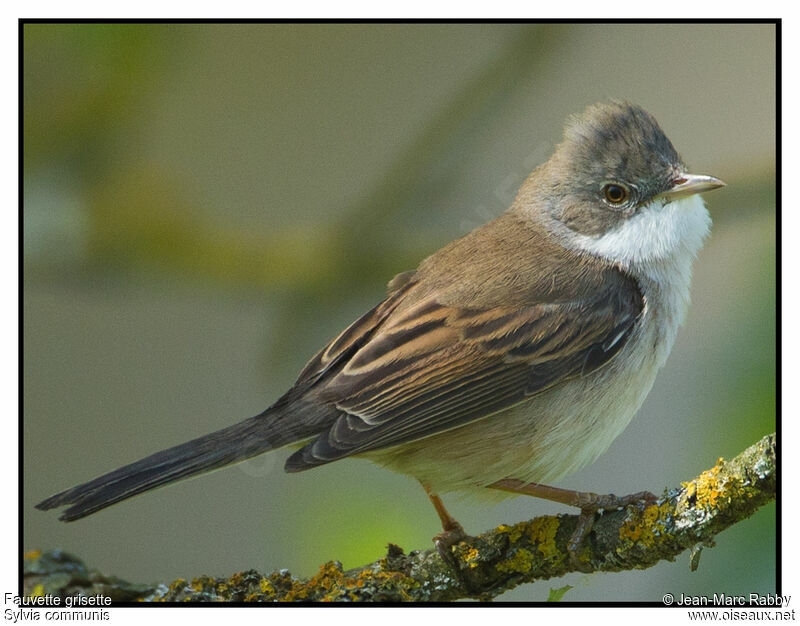 Common Whitethroat, identification