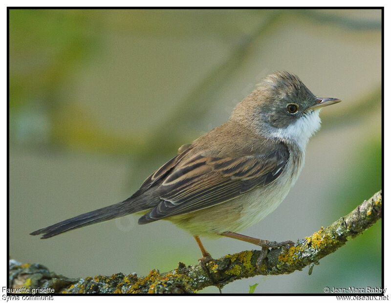 Common Whitethroatadult breeding, identification