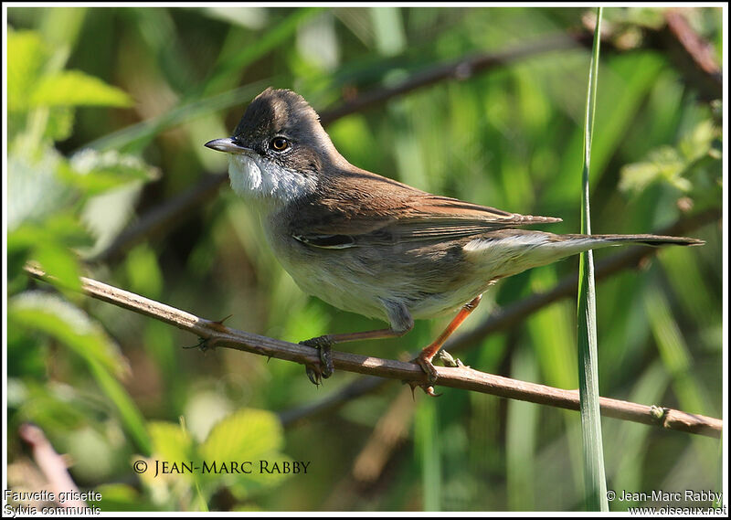 Common Whitethroat, identification