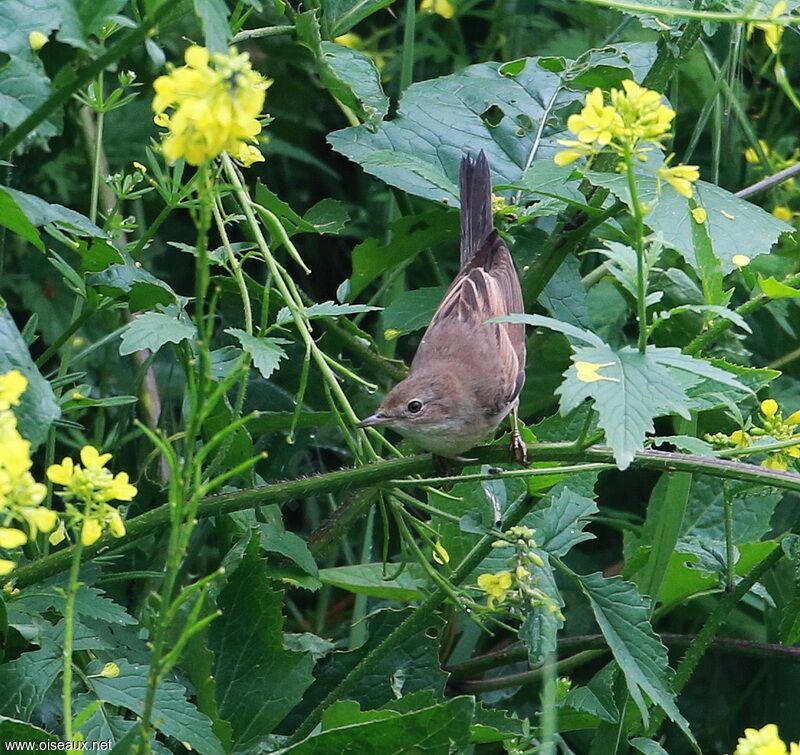 Fauvette grisette femelle, identification