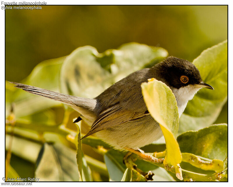 Sardinian Warbler, identification