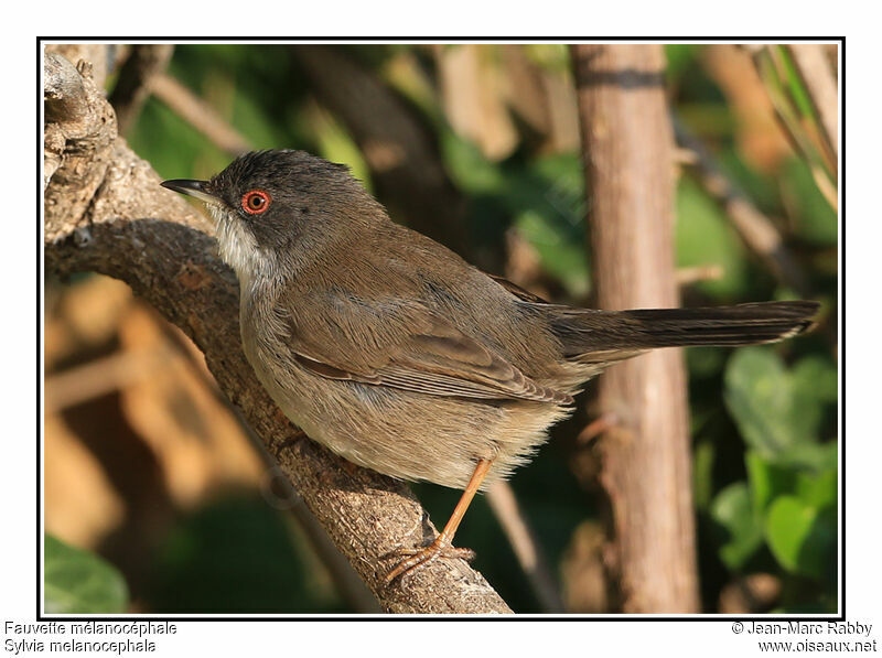 Sardinian Warbler female, identification