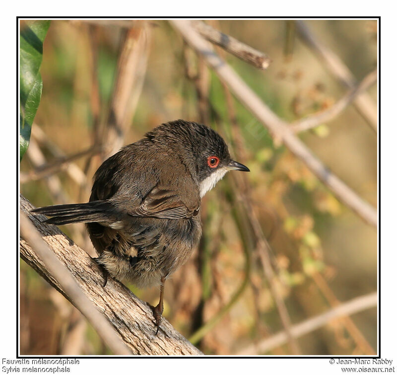 Sardinian Warbler female, identification