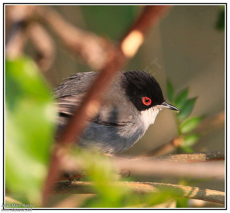 Sardinian Warbler male adult, close-up portrait