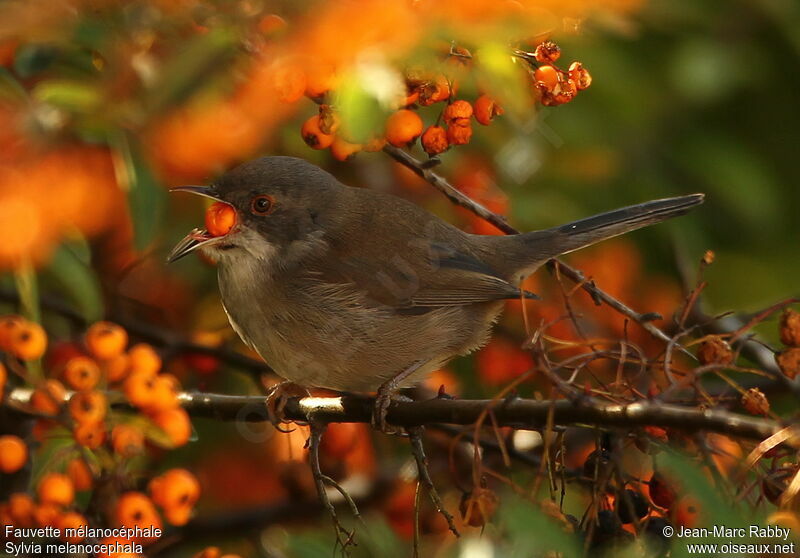 Sardinian Warbler female, identification