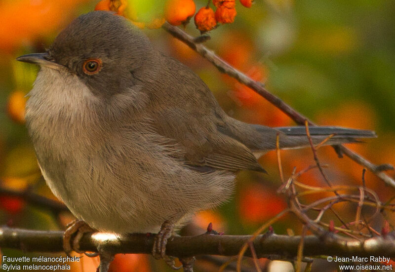 Sardinian Warbler female, identification