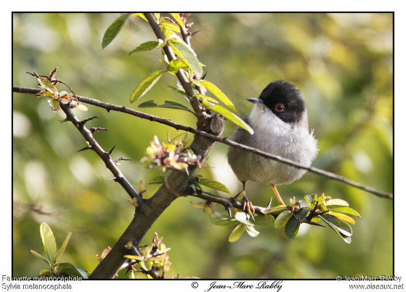 Sardinian Warbler, identification