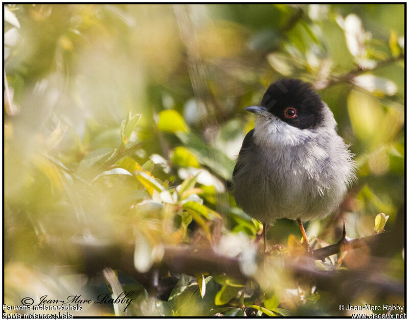 Sardinian Warbler, identification