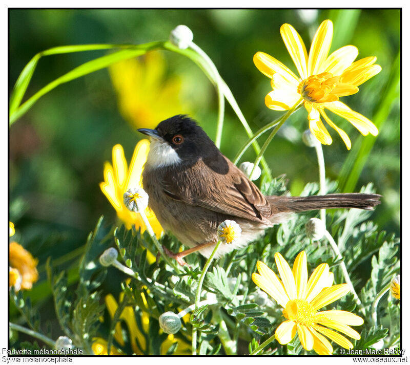 Sardinian Warbler, identification