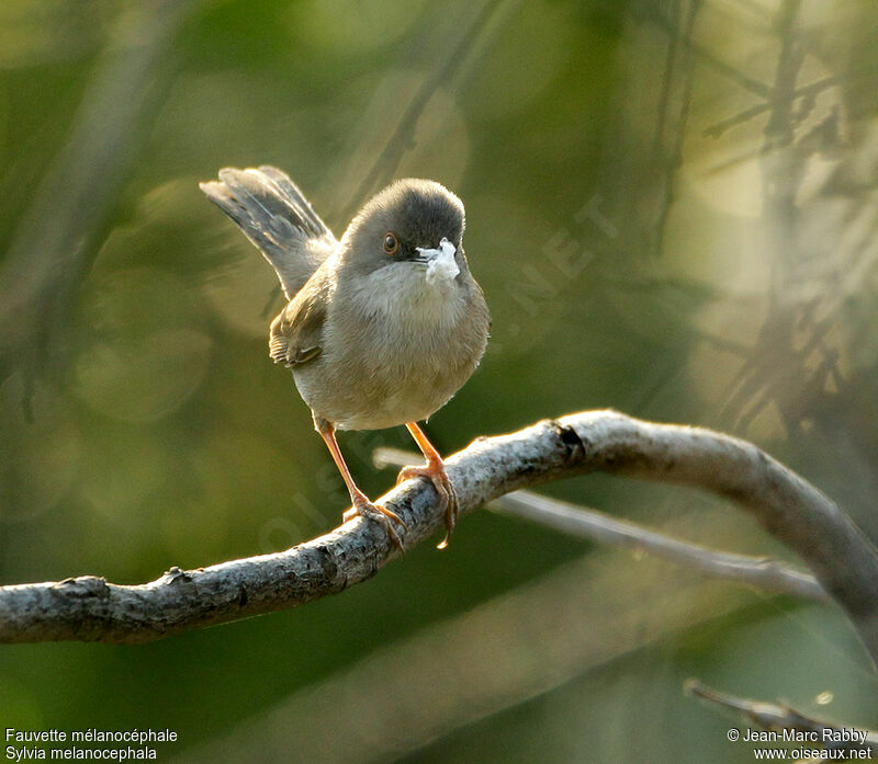 Sardinian Warbler female, identification