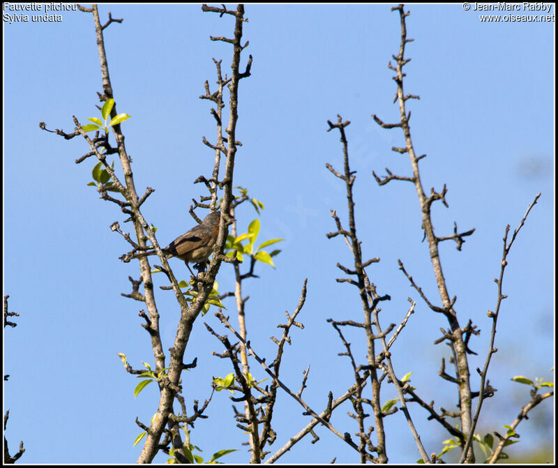 Fauvette pitchou, identification