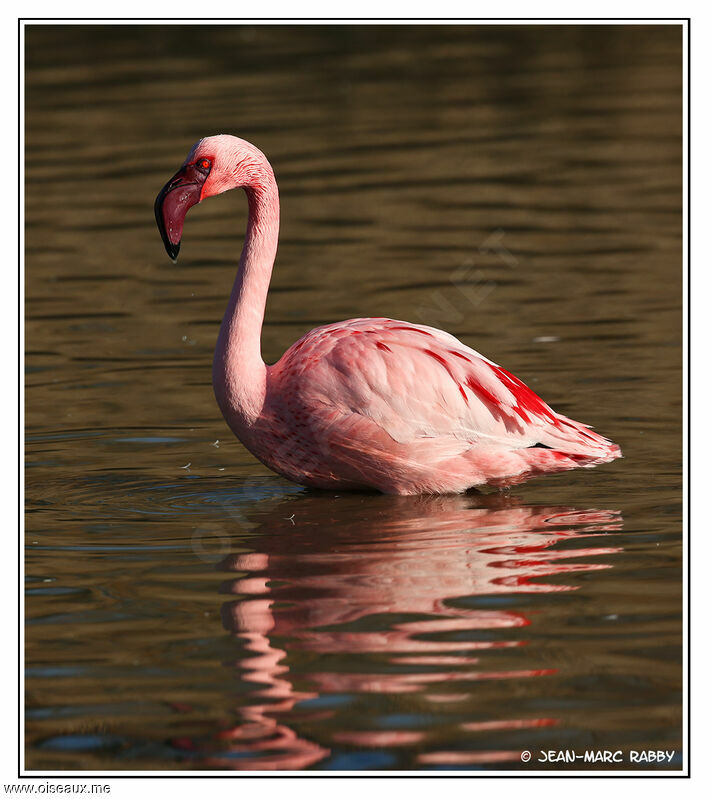 Lesser Flamingo, identification