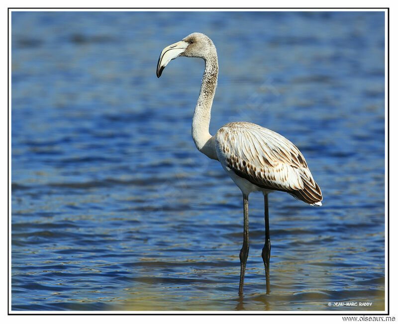 Flamant rose1ère année, identification